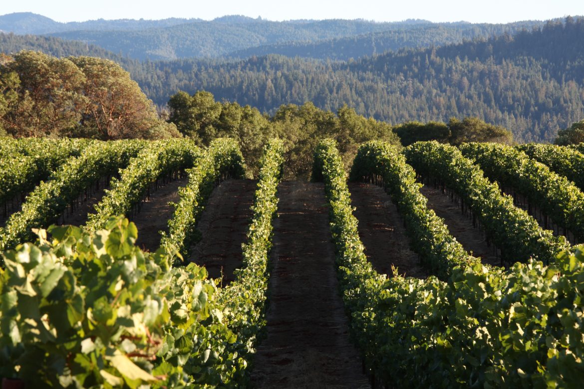 Anderson Valley Wineries You Should Visit A Different Kind of Travel